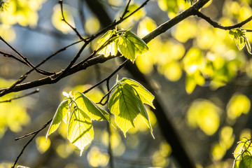 blätter im morgenlicht