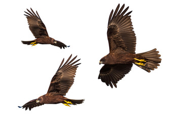 Bird of prey. Isolated bird. White background. Bird: Western Marsh Harrier. Circus aeruginosus.