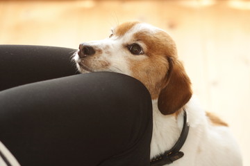 訓練中の犬