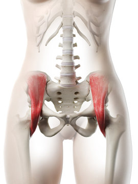 3d rendered medically accurate illustration of a womans Iliacus muscle