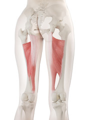 3d rendered medically accurate illustration of a womans Adductor Magnus
