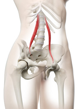 3d rendered medically accurate illustration of a womans Psoas Minor