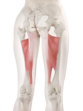 3d rendered medically accurate illustration of a womans Adductor Magnus