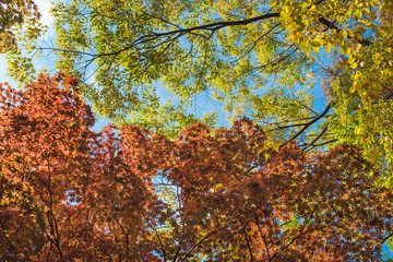 Autumn maple tree mountain in Korea