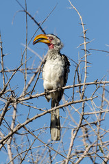Calao leucomèle,.Tockus leucomelas, Southern Yellow billed Hornbill