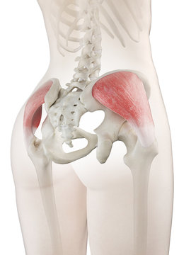 3d rendered medically accurate illustration of a womans gluteus medius