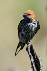 Hirondelle striée,.Cecropis abyssinica, Lesser Striped Swallow © JAG IMAGES