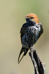 Hirondelle striée,.Cecropis abyssinica, Lesser Striped Swallow © JAG IMAGES