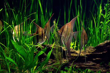 アルタムエンゼルの群れ