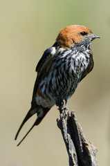 Hirondelle striée,.Cecropis abyssinica, Lesser Striped Swallow © JAG IMAGES