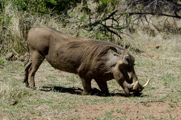 Phacochère commun, Phacochoerus africanus, Afrique du Sud