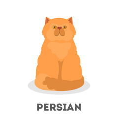 Persian cat. Beautiful animal with a fluffy fur.