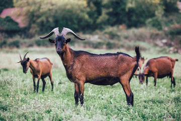 Herd of alpine goats grazing on meadow