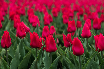 Red tulips for celebration decoration design. Spring blossom background. Springtime concept. Floral composition. Floral pattern. Red tulip flower.  