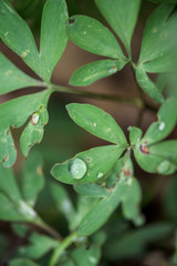 a drop of dew on a green leaf. close-up, macro photo. place for text