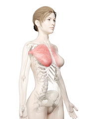 Fototapeta premium 3d rendered medically accurate illustration of a womans Pectoralis Major