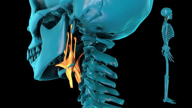 Muscle of pharynx--3D HUMAN MUSCLE ATLAS
