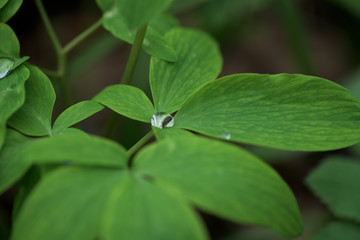 a drop of dew on a green leaf. close-up, macro photo. place for text