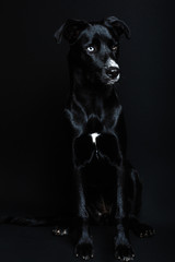 Black dog in a dark background 