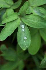 a drop of dew on a green leaf. close-up, macro photo. place for text