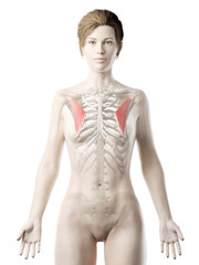 Fototapeta premium 3d rendered medically accurate illustration of a womans Pectoralis Minor
