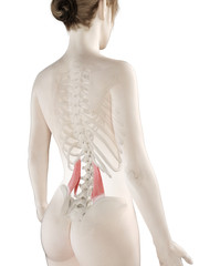 3d rendered medically accurate illustration of a womans Quadratus Lumborum