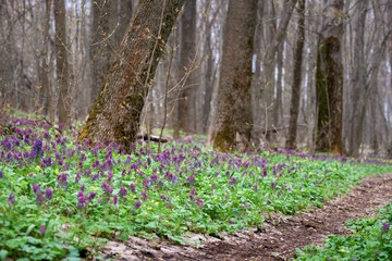 the road in the woods among the trees. blossoming garden