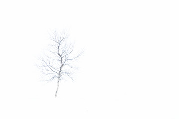 An isolated Icelandic birch in Hikey in winter