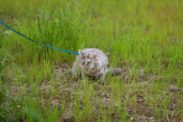 photo of a gray cat sledding on a lawn walk among the grass. cat eating grass on the street
