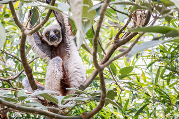 Coquerel's sifaka - Propithecus coquereli in its natural environment in Madagascar