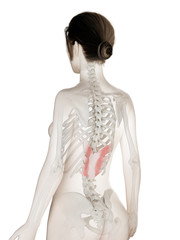Fototapeta premium 3d rendered medically accurate illustration of a womans Serratus Posterior Inferior