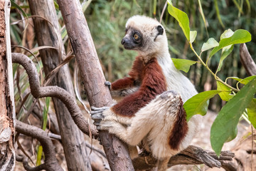 Coquerel's sifaka - Propithecus coquereli in its natural environment in Madagascar