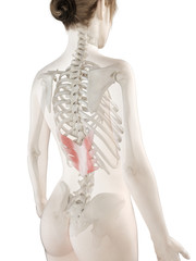 Naklejka premium 3d rendered medically accurate illustration of a womans Serratus Posterior Inferior