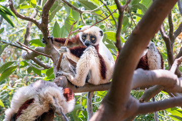 Fototapeta premium Coquerel's sifaka - Propithecus coquereli in its natural environment in Madagascar