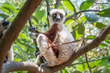 Coquerel's sifaka - Propithecus coquereli in its natural environment in Madagascar