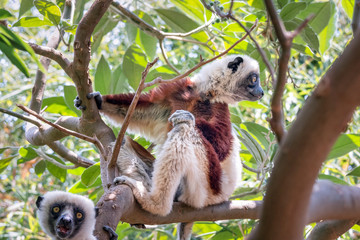 Coquerel's sifaka - Propithecus coquereli in its natural environment in Madagascar