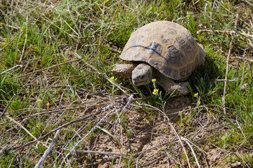 turtle in the grass