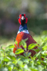 pheasant front portrait