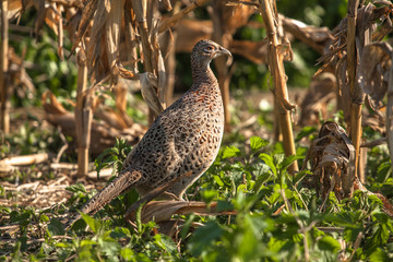 Female pheasant in the grass, surrounded by corn field