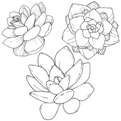 Vector Succulents floral botanical flower. Black and white engraved ink art. Isolated succulents illustration element.