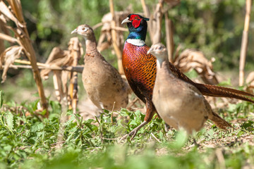 two females and one male pheasant in the field during matting season