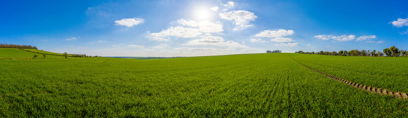 Farmland crops in spring in the English countryside on a clear blue sky day, England panoramic