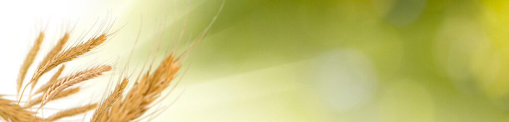 image of wheat on a green background