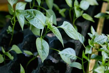 Pepper Seedlings, young foliage of pepper, Spring seedlings. Sprouts pepper near the window.