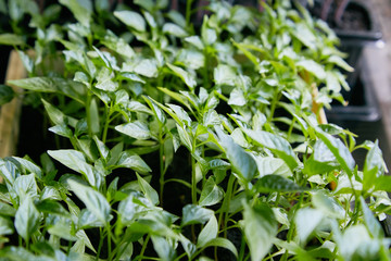 Pepper Seedlings, young foliage of pepper, Spring seedlings. Sprouts pepper near the window.