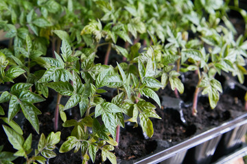 Seedling tomato in tray for sprout in greenhouse. Seedling of tomato in seedling tray ready to transplant in the field
