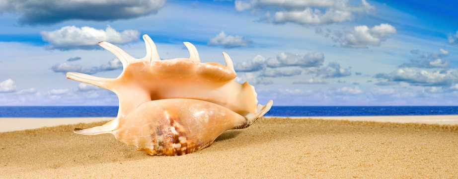 image of sea shell on the sand against sea background