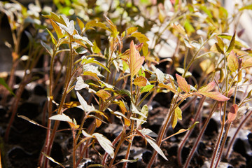 Seedling tomato in tray for sprout in greenhouse. Seedling of tomato in seedling tray ready to transplant in the field