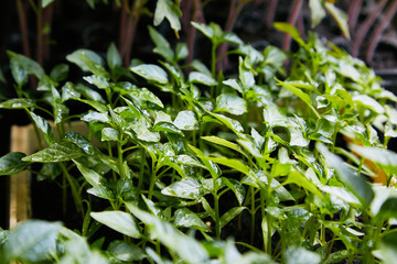 Pepper Seedlings, young foliage of pepper, Spring seedlings. Sprouts pepper near the window.