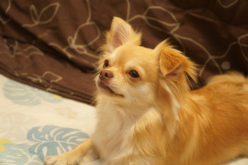 キャラメル色のメル